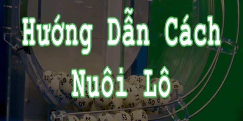 Kinh nghiệm nuôi lô hiệu quả